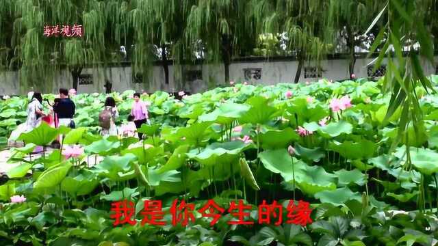 北宁观荷 赏荷 拍荷 一曲甜美的《荷花缘》演唱 宋祖英