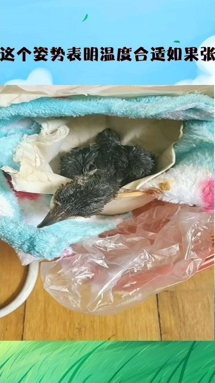 乌鸫雏鸟出壳约天脑袋睡扁了这个姿势表明温度合适如