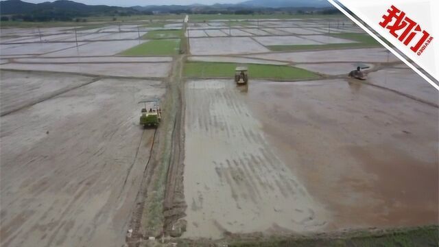 鄱阳石门街镇4万多亩农作物遭受洪灾 农户买保险早稻每亩最高可赔700元