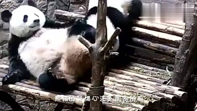 熊猫妈妈被崽崽偷袭,直接吓出表情包,下一秒千万憋住别笑!