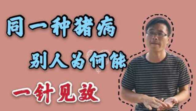 为何别人治疗猪病一针见效,你却打五六针都不见好转?