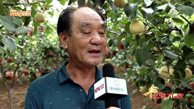 孟津梨种植户介绍铁炉村孟津梨的种植情况