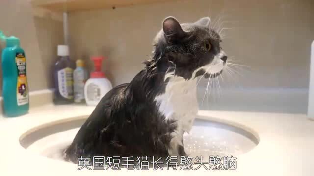 别再做“猫盲”了,这些常见的猫咪品种你都叫得出名字吗?