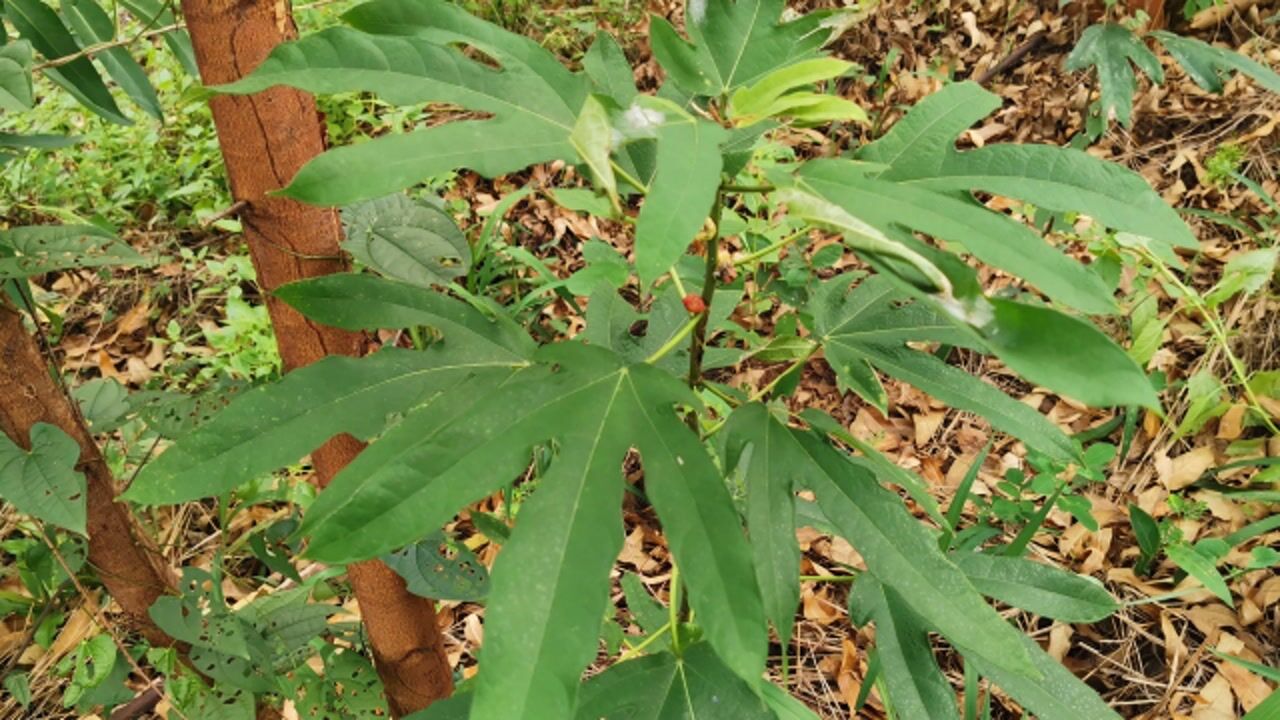 五指毛桃,三指毛桃,一指毛桃,煲汤材料,你都认得清吗_腾讯视频