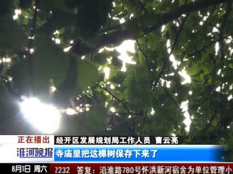 【寻找家乡古树 守住美丽乡愁】锥子山千年古银杏历经沧桑依然枝繁叶茂