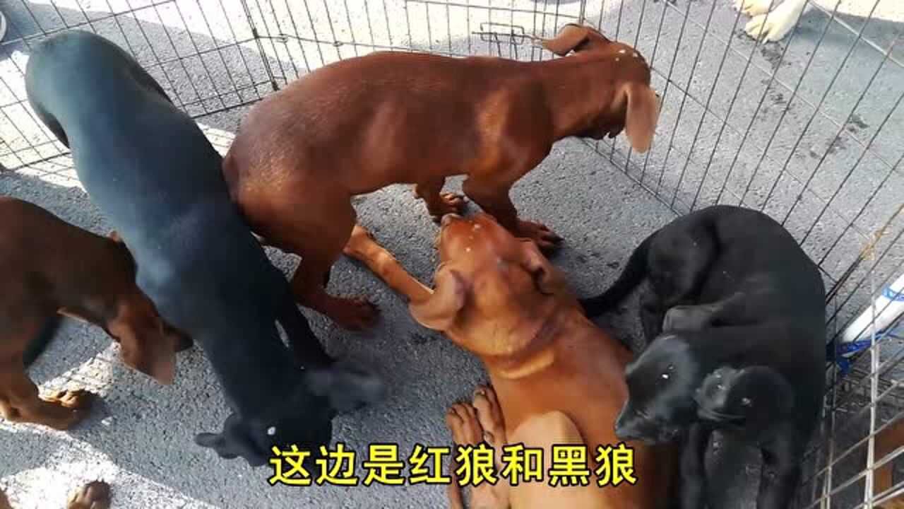 这边狗狗的品种真多红狼犬和黑狼犬格外的吸引人