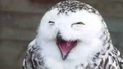 猫头鹰一笑就不会有好事？科学家给出答案，原来真不是迷信