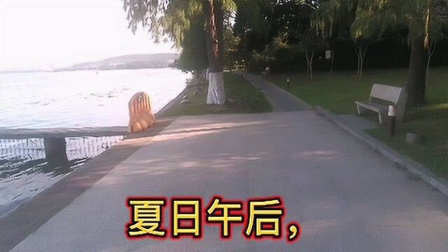 武汉东湖听涛景区,夏日午后,先月亭访野泳者!