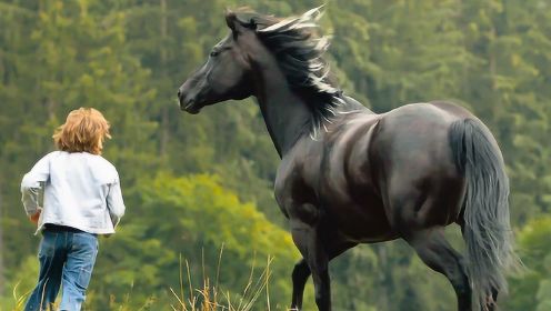几分钟看完温情电影《骏马奥斯温4》，一场人与马的自我救赎