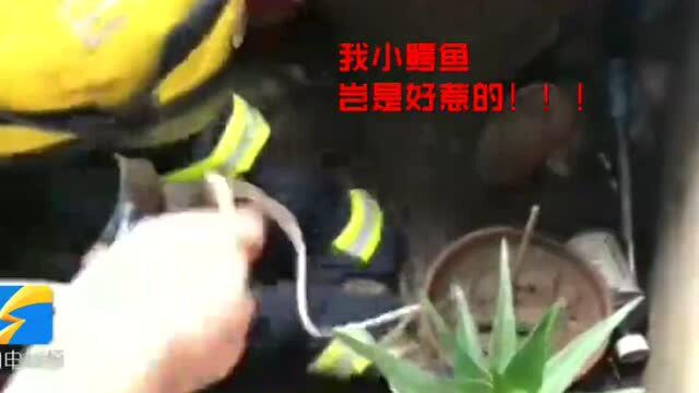 济南又一居民家中惊现鳄鱼,消防员“我直接捏住它头算了”