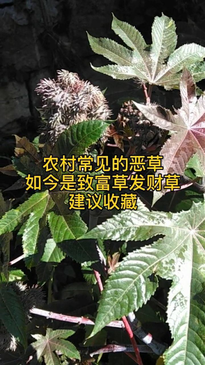 农村常见的恶草,如今是致富草发财草,建议收藏!