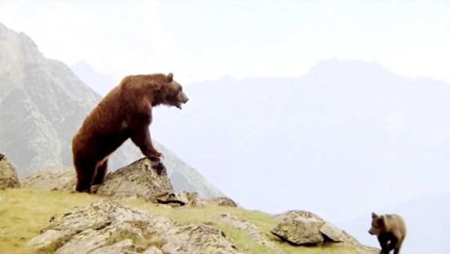 熊的故事：小孤熊主动帮陌生大熊舔伤口，被大熊收留视同己出