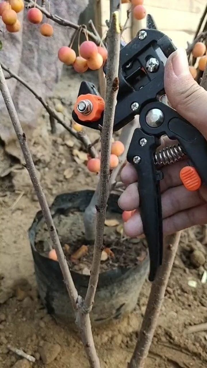 多功能果树嫁接神器嫁接大樱桃