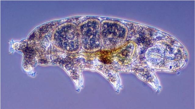 不死生物水熊虫,几乎没有手段能将它杀死,普遍存活几百万年