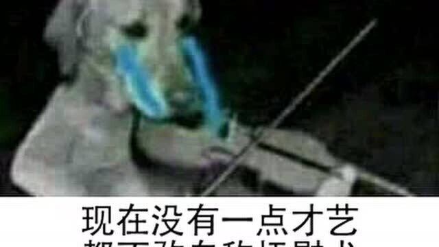 二哈大变身!这里有疯传狗奴朋友圈的“梦中情狗”