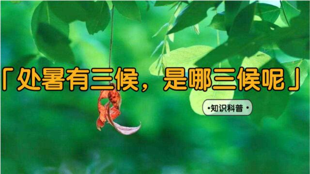 「处暑」节气其实是有三候的,你知道是哪三候吗?