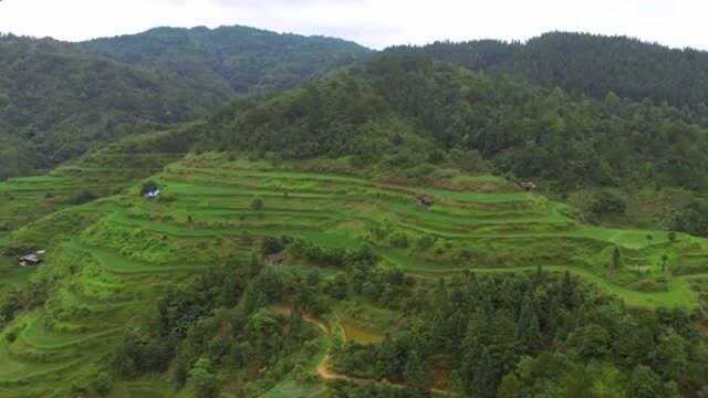 当地有有名的乌龟山,乌龟背上是正穴,主发文武双全的风水宝地