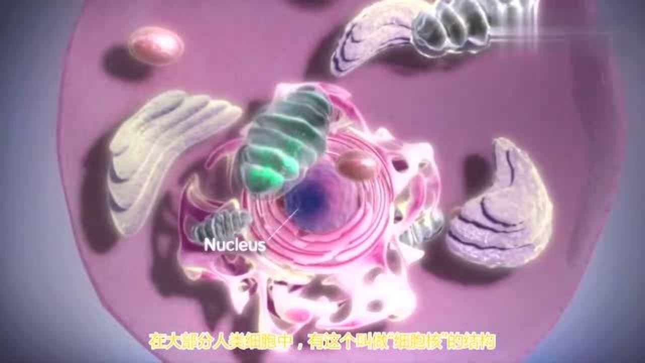 细胞从DNA到蛋白质的神奇合成过程!看完秒懂!(字幕版)_腾讯视频
