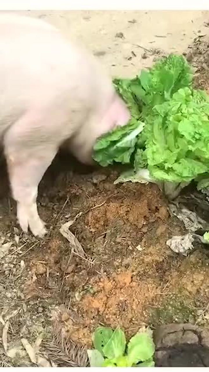 好白菜让猪拱了,你拱就拱吧,拱了你还不吃!