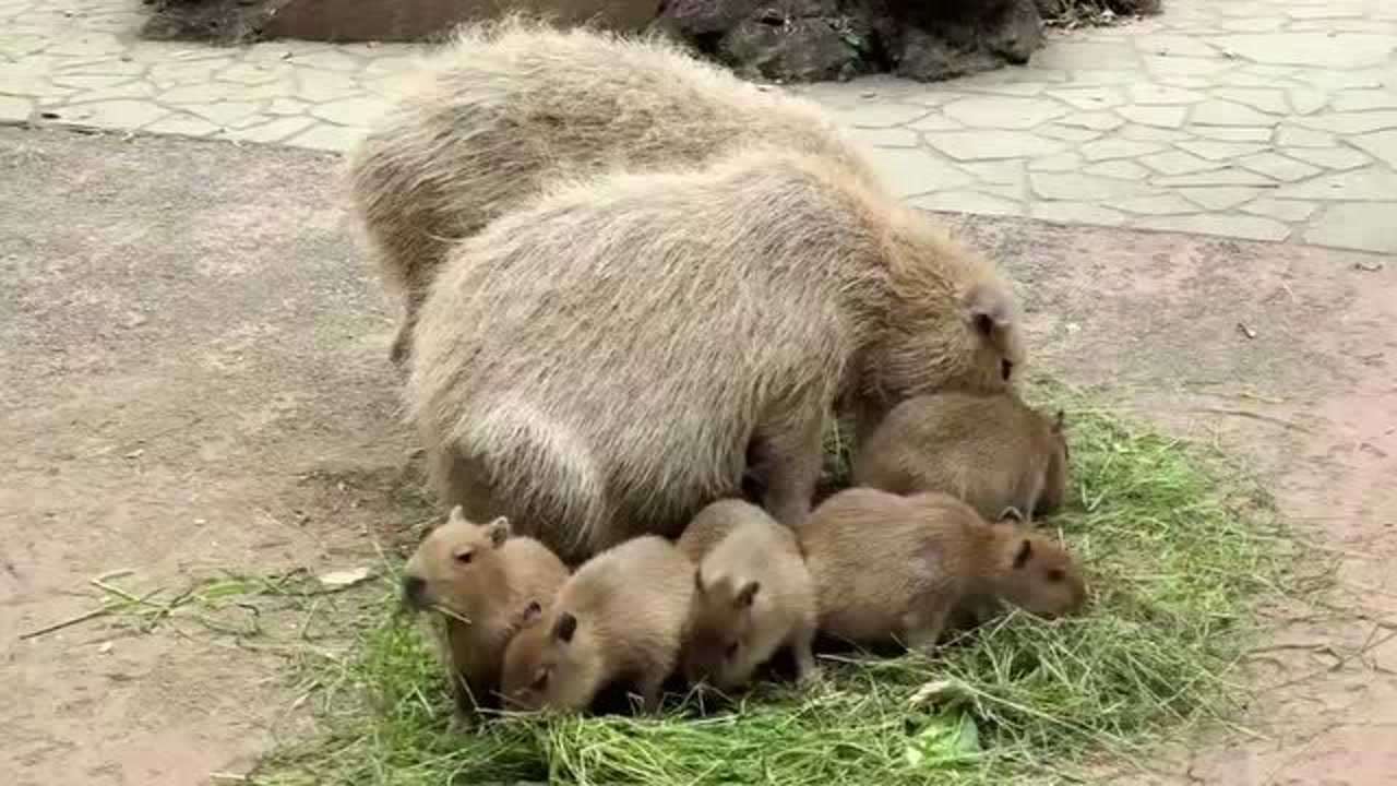 水豚一家其乐融融的吃饭,水豚宝宝太可爱了