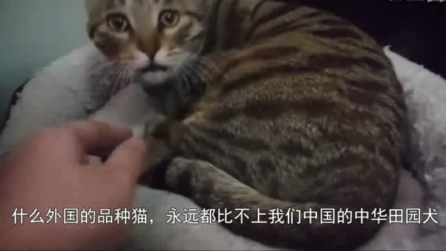 我国唯一的纯种猫品:在国外极受推崇,国内却都以为是土猫