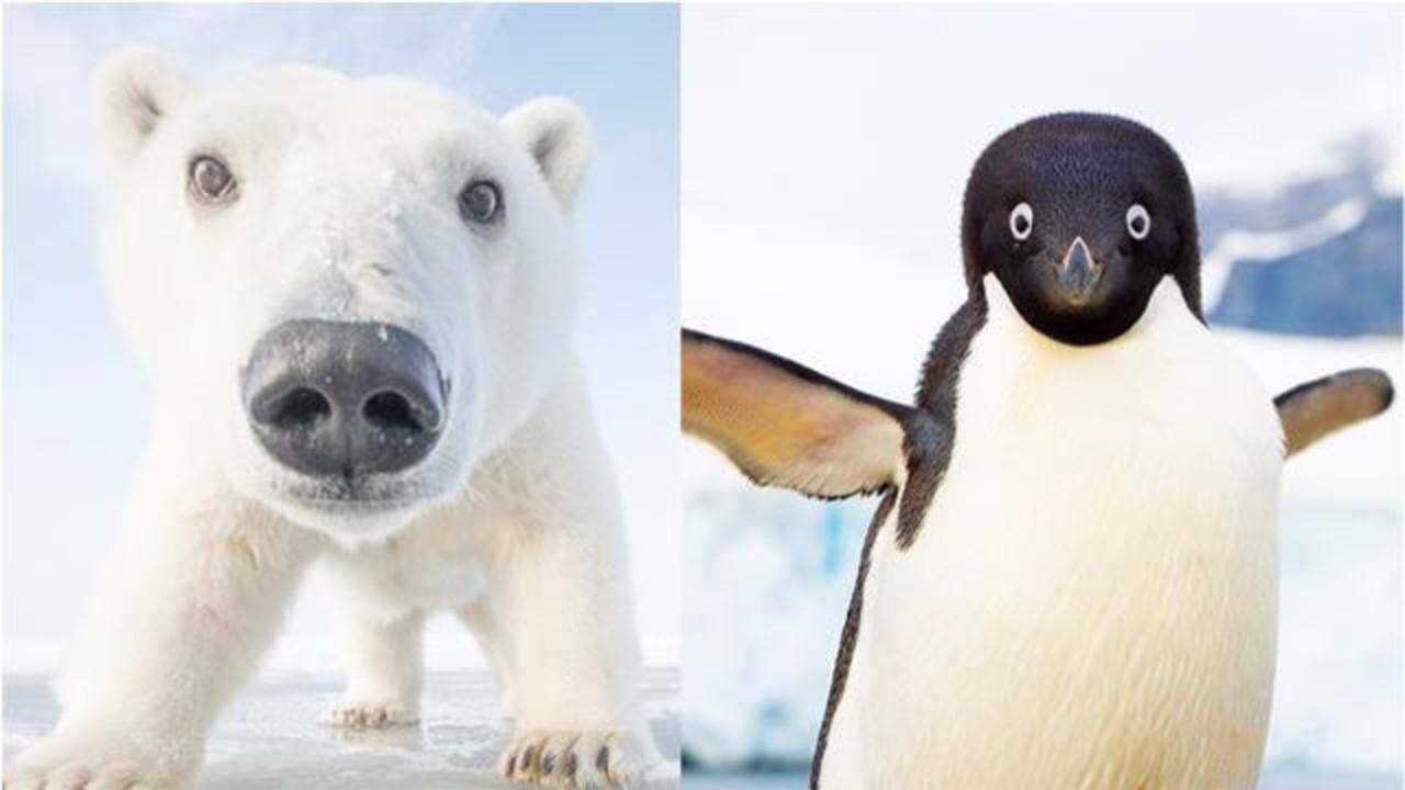 两极气候相似,为什么北极只有北极熊,而南极只有企鹅?
