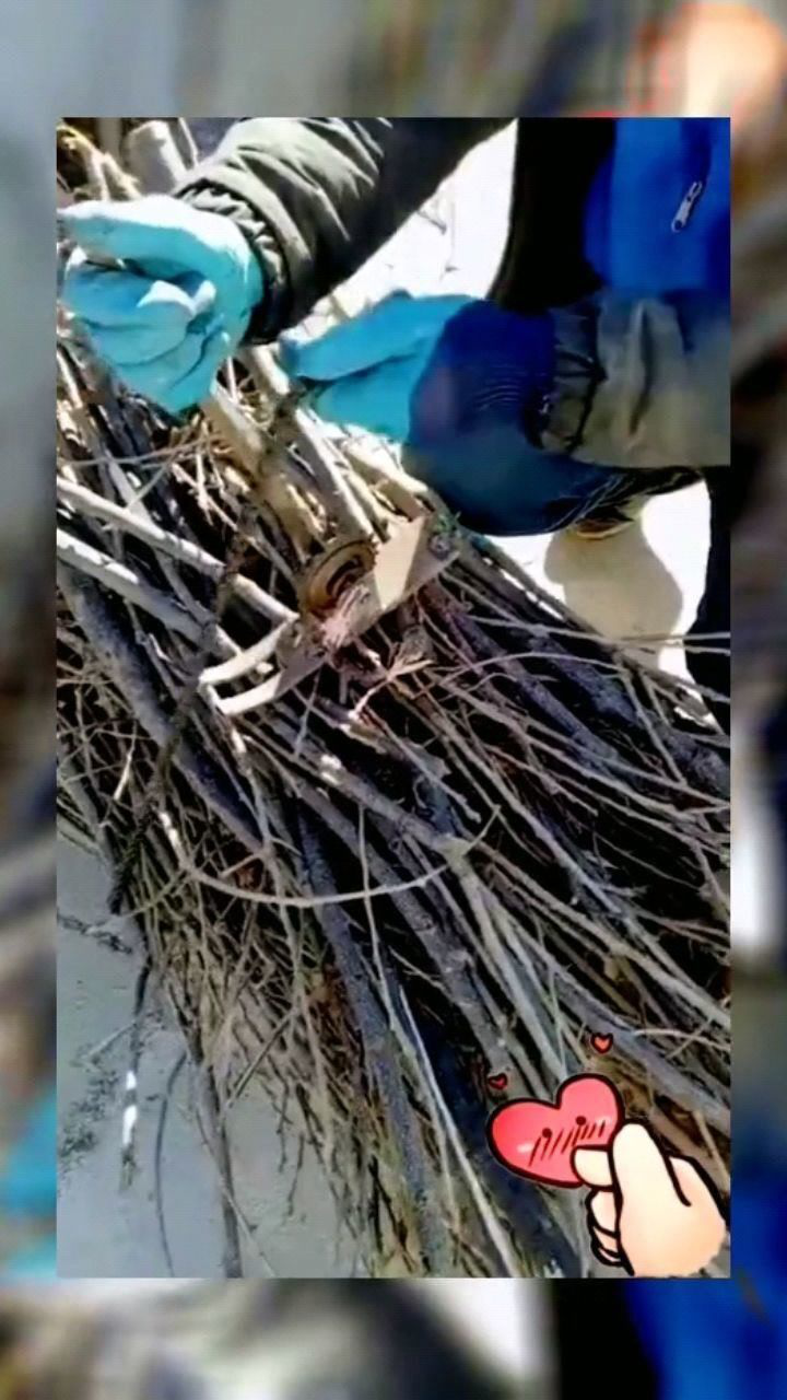 农民发明的捆柴神器