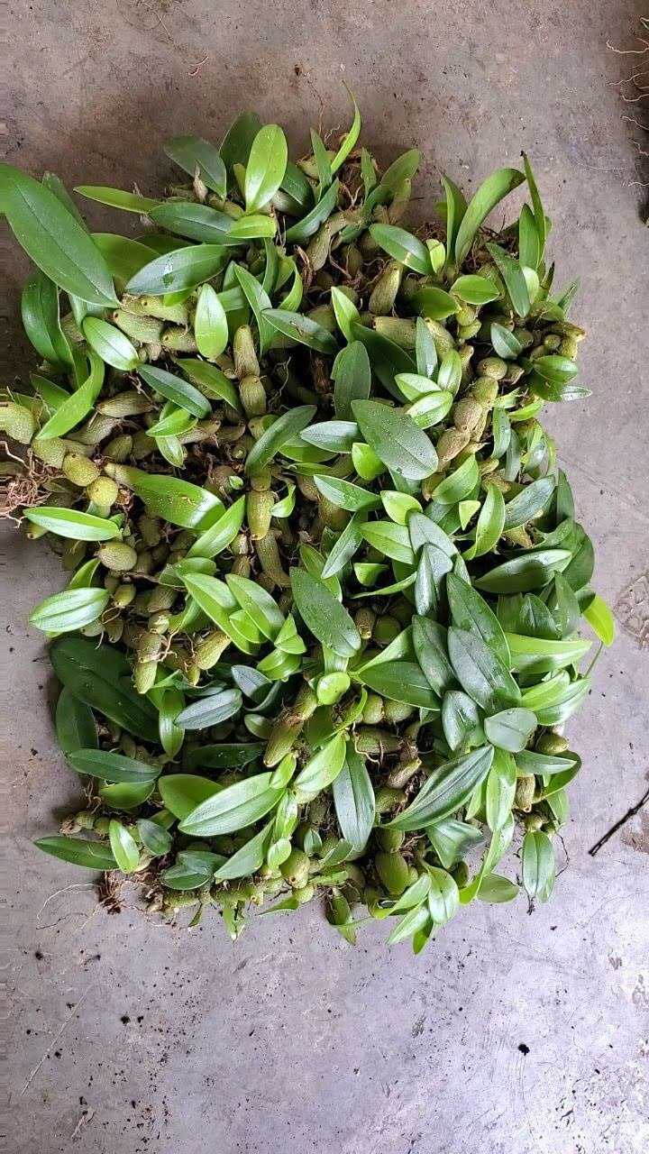 石豆兰种类图片