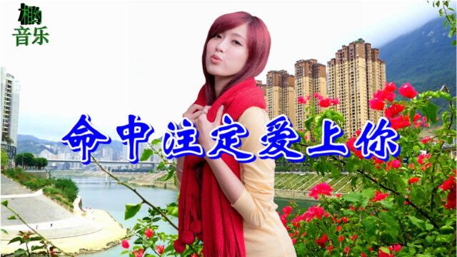 一首动听情歌《命中注定爱上你》DJ舞曲,句句情深,醉人醉心,超级好听!