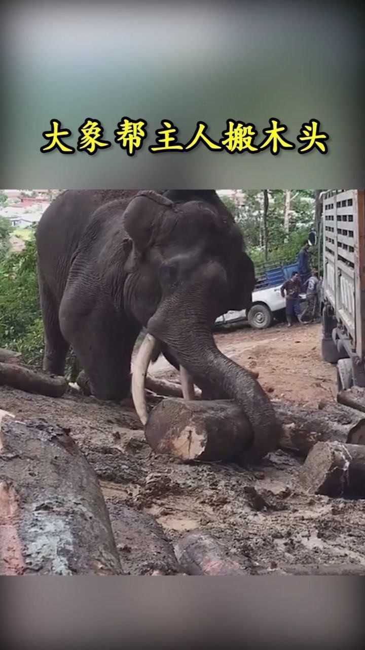 大象帮主人运木头鼻子看着很沉重其实很灵活