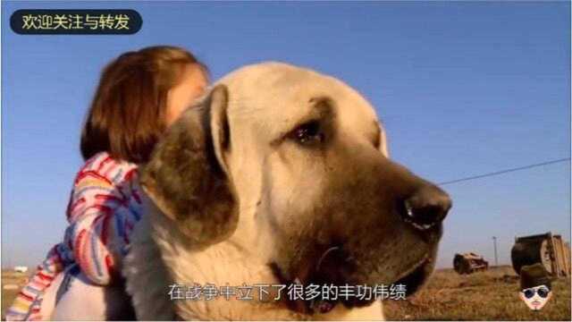 土耳其神狗坎高犬,被列为国宝禁止出口的国宝,完胜美国比特!