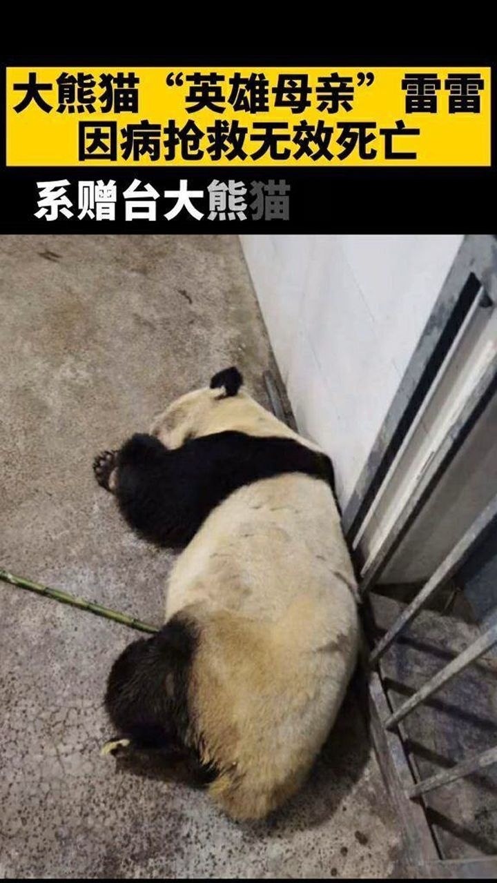 大熊猫"英雄母亲"雷雷因病抢救无效死亡,这么可爱的大熊猫,心痛