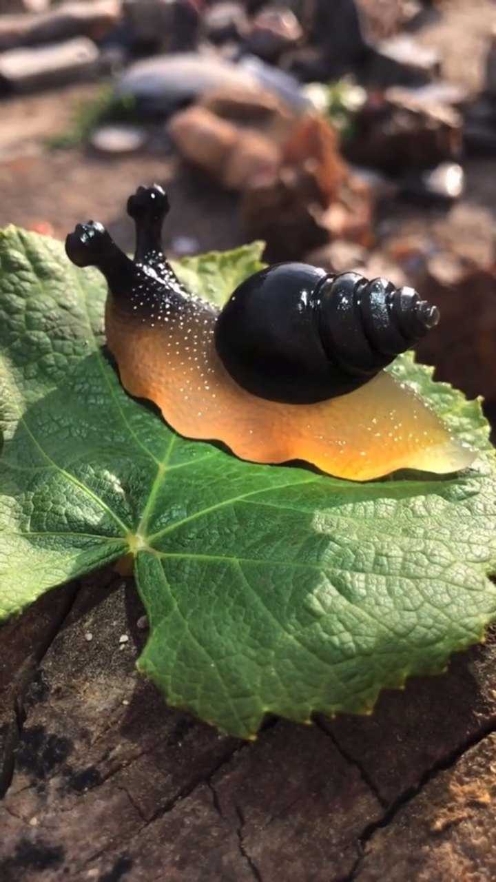 大家看看这个蜗牛怎么样