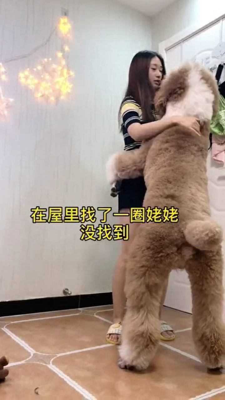 这是什么品种狗狗,站起来比人都高,美女抱不过来!