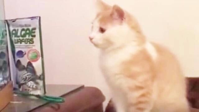 猫为什么喜欢吃鱼?是天生的还是后天的?视频里有答案