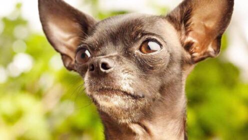 吉娃娃喂养指南,教你快速学会怎样养好吉娃娃