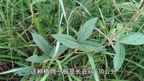 这种珍贵的植物叫"健根",外形很像豆苗,在市场是论株卖