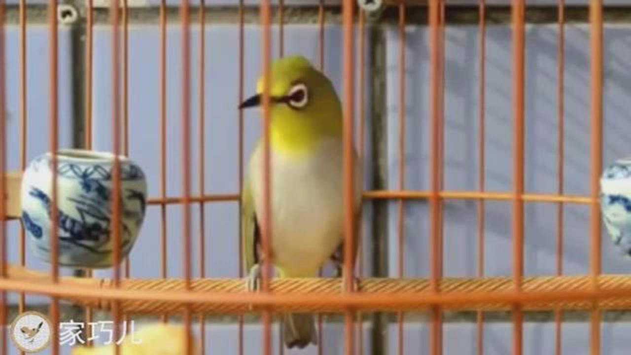 绣眼鸟大叫16分钟唱口清晰值得收藏的鸟叫声