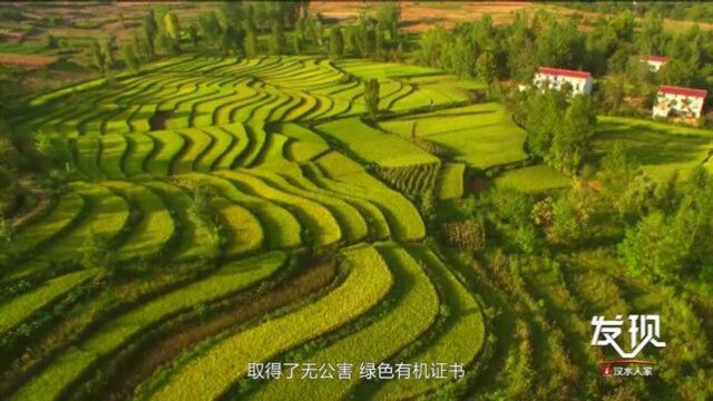 「发现ⷮŠ汉水人家」第6期节目①金秋稻香醉天汉②汉水魂