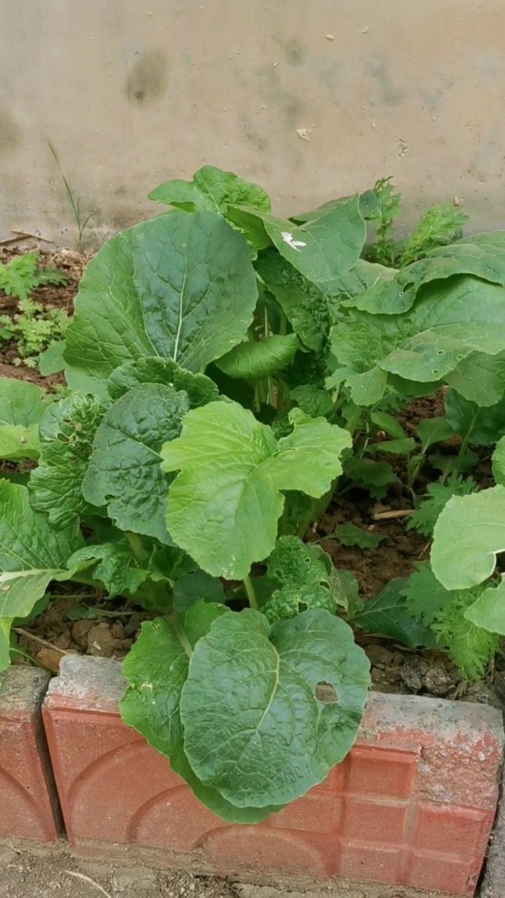 秋天到了,自家菜园的菜成熟了,看着就想吃!