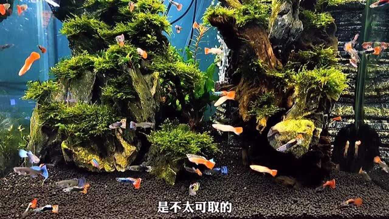 养孔雀鱼养成这样算不算是爆缸孔雀鱼太好养了