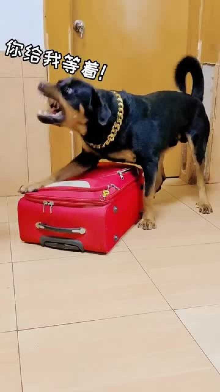 母老虎拿个棒槌出来,是几个意思