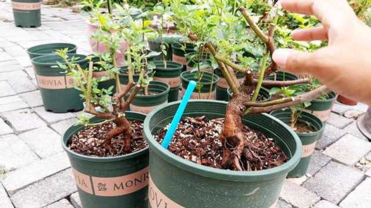 把月季花嫁接成盆景,砧木如何处理才能造型优美?