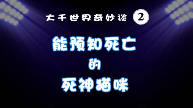 大千世界奇妙谈:能预知死亡的死神猫咪