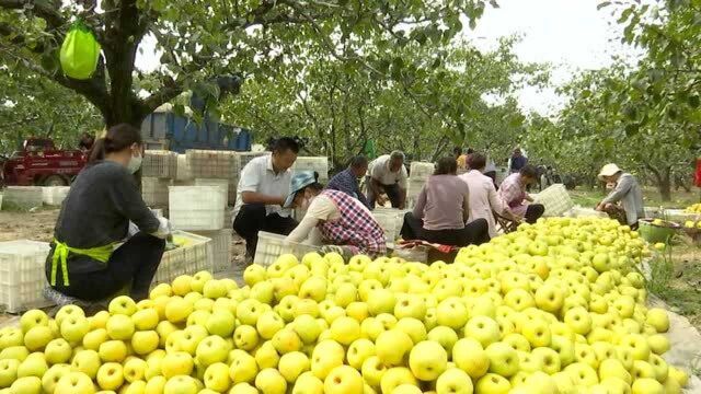 国庆小长假 梨园飘香销售忙