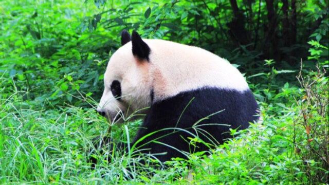 来成都看熊猫 ,不同年龄的熊猫 太可爱了!