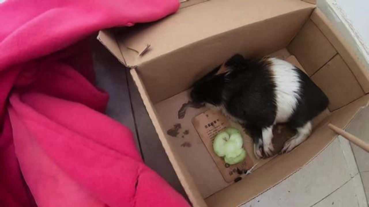 养了一年的荷兰猪死了我给它举行了盛大的葬礼为啥会死呢