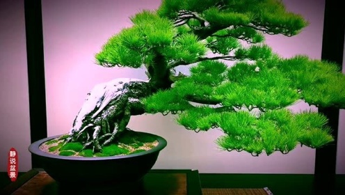 长寿的象征之获奖松树盆景欣赏,造型清爽有型,挺拔青翠!