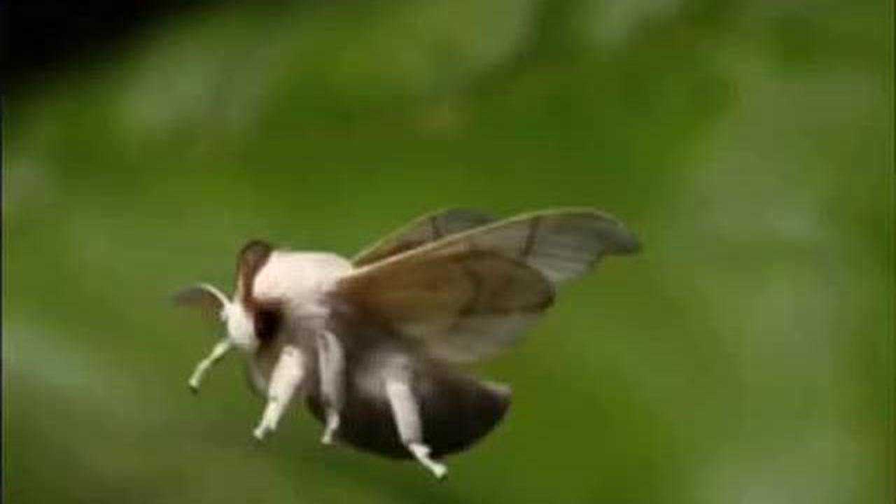 蚕宝宝的一生_高清1080P在线观看平台_腾讯视频