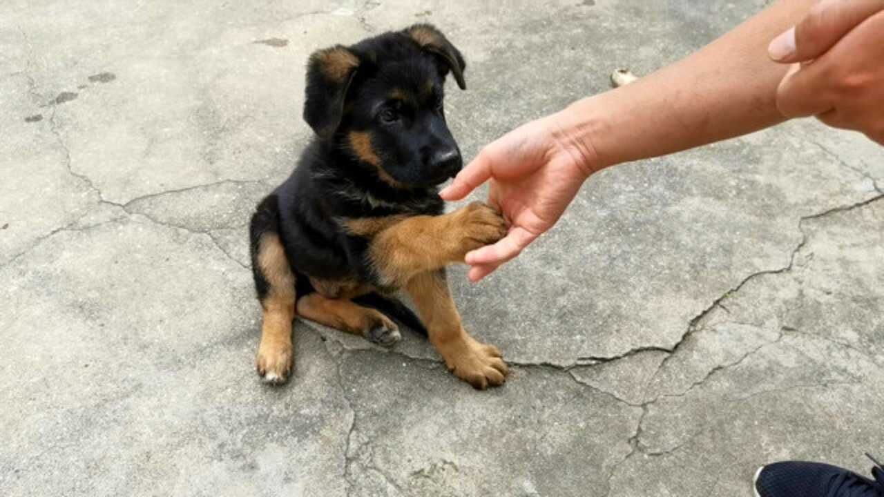 才两个月的小德牧已经学会了握手,姿势标准动作帅气,狗狗真聪明